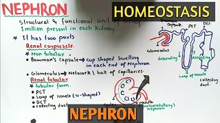 nephron structure And Functions  Class 12 Biology [upl. by Frolick92]