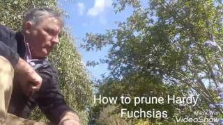 How to prune Hardy Fuchsias [upl. by Losiram69]