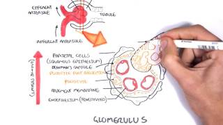 Nephrotic Syndrome  Types and pathology histology [upl. by Hart]