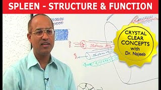 Spleen  Structure amp Function [upl. by Stratton203]