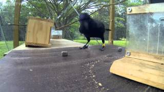 Smartest Bird the intelligent raven solves the puzzle [upl. by Solegna]