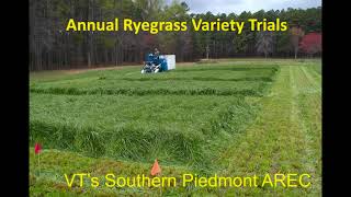 Extending Grazing Annual Ryegrass [upl. by Jerad243]