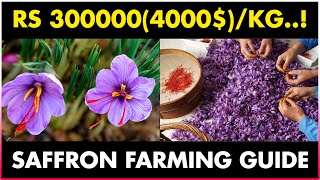 SAFFRON FARMING  Cultivation Irrigation Harvesting and Drying  How to grow Saffron at Home [upl. by Essilrahc]