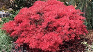 CRIMSON QUEEN JAPANESE MAPLE  JAPANESE MAPLES [upl. by Fabian]