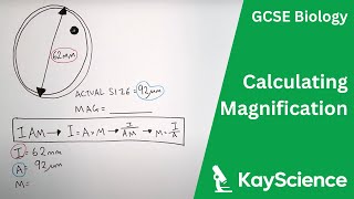 Calculating Magnification  GCSE Biology  kaysciencecom [upl. by Elmina]