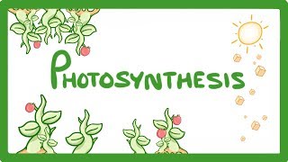 GCSE Biology  Photosynthesis 48 [upl. by Durman]