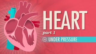 The Heart Part 1  Under Pressure Crash Course Anatomy amp Physiology 25 [upl. by Eniamrahc464]