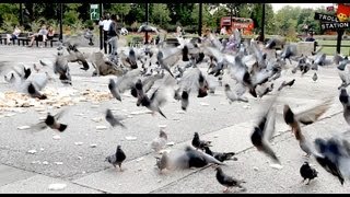 Trollstation Laxative Pigeon Prank [upl. by Nolaf]