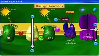 CBSE Class 11 Biology  Photosynthesis in Higher Plants  Full Chapter  By Shiksha House [upl. by Ateloiv]