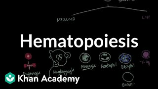 Hematopoiesis  Hematologic System Diseases  NCLEXRN  Khan Academy [upl. by Sender62]