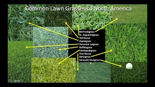 Which grass should I plant on my lawn Part 1 Introduction and Northern US and Canada [upl. by Northrop212]