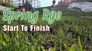 How To Grow New Perennial Rye Grass From Seed In The Spring [upl. by Alak]