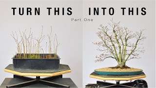 Turn Japanese Maple Seedlings into a Clump Style Bonsai Part 1  BonsaiU [upl. by Nyrol]