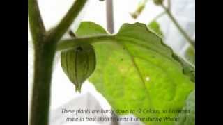 Cape Gooseberries Tasting amp Growing [upl. by Teerell675]