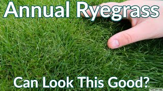 Annual Ryegrass Can Look Like This  Late Fall Reel Low Mow [upl. by Aciraj]