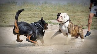 Rottweiler VS American BullDog [upl. by Oiram72]