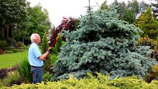 Pruning Conifers with Adrian Bloom [upl. by Penn104]