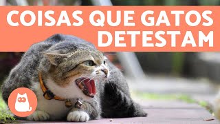 10 COISAS QUE OS GATOS ODEIAM e você deve EVITAR 😾 [upl. by Harelda]