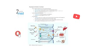 Physiologie  Eisen  Aufnahme und Homöostase im menschlichen Körper [upl. by Reggis259]