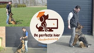 Online hondencursus  Hond de perfecte hier aanleren [upl. by Hbaruas]