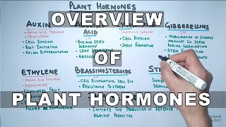 Plant Hormones  Types and Functions [upl. by Eannaj522]