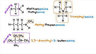 Amines and Amides [upl. by Haleelahk]