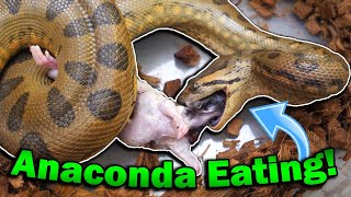 Feeding our Anaconda and BlackHeaded Python [upl. by Nohsad29]