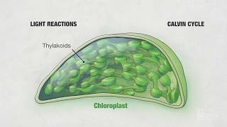 Photosynthesis Part 4 Chloroplasts  HHMI BioInteractive Video [upl. by Walburga]