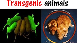 Transgenic animals [upl. by Arraeit]