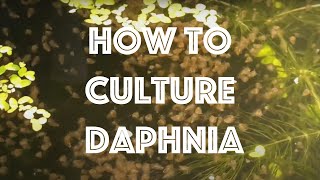 How To Culture Daphnia Magna [upl. by Elyag]