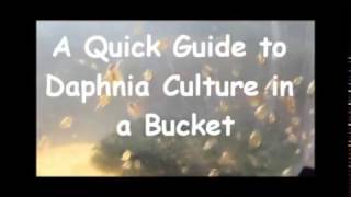 How to culture daphnia outside [upl. by Bergh]