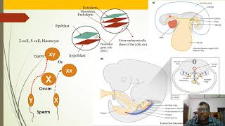 Primordial Germ Cells PGCs Production And Migration [upl. by Aikin]