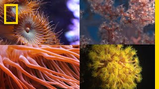 Coral Reefs 101  National Geographic [upl. by Giuditta]