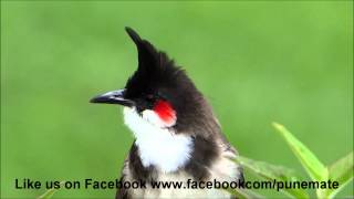 Bulbul Singing [upl. by Avrenim]