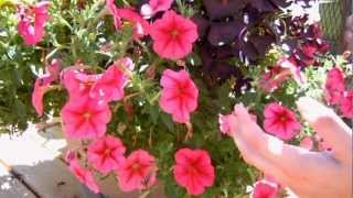 How to Keep your Petunias Looking Full and Flowering [upl. by Temple]