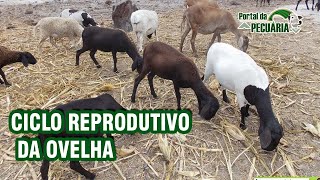 Ciclo reprodutivo da ovelha  criação de ovinos e caprinos [upl. by Killion55]