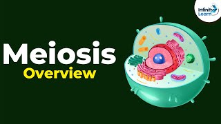 Overview of Meiosis  Dont Memorise [upl. by Nemra]