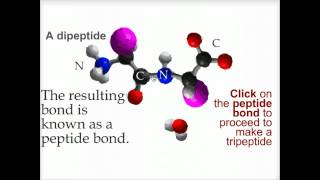 Peptide bond formation  Biofundamentals [upl. by Clarise]