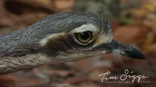 Bush Stone Curlew  Burhinus grallarius  HD Video Clip 1 Australian Bird Media [upl. by Baler]