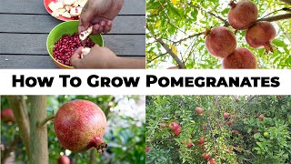 5 Year Pomegranates  How To Grow Wonderful Pomegranates amp Pomegranate Tree Care [upl. by Grosmark419]