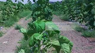 Paulownia Wuchsvideo im 1Jahr Kiri Blauglockenbaum Kaiserbaum Cathaia [upl. by Kelli947]