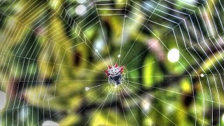 Spider Spinning Web Time Lapse [upl. by Tnahsin28]