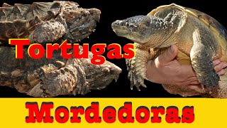 Mis Tortugas Mordedoras Todas ellas [upl. by Notxarb729]