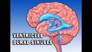 Circulation in Ventricles and Dural Sinuses [upl. by Emoreg158]