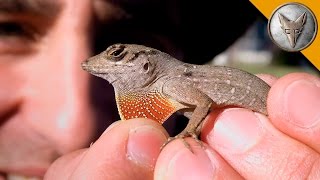 Small Lizard is Super Feisty [upl. by Nicholle]