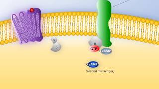 Watersoluble hormones [upl. by Kosak426]