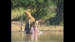 Dead hippos intestines explode and scares off a pride of lions [upl. by Pontone400]