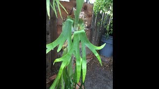 18 Species of Platyceriums or Staghorn Ferns [upl. by Enohpesrep581]