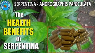 The AMAZING Health Benefits Of SERPENTINA  The Indian Snake Grass [upl. by Aggappera]