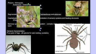 Invertebrate Diversity Part 3B Arthropods Detailed [upl. by Toney]